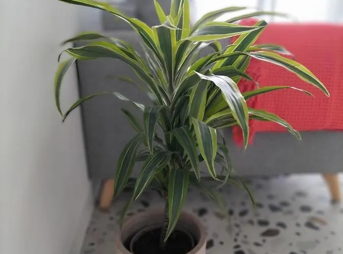 Daire Casa Dos Minos Bruno